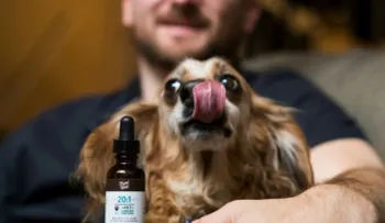 El mercado del cannabis ahora también es para mascotas