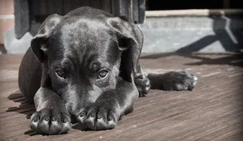 Científicos sugieren que la domesticación de los perros no surgió en un solo continente