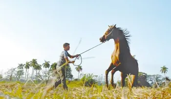 Nueva apuesta cubana: cría de caballos de salto