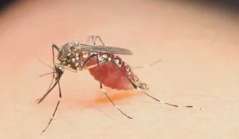 En Venezuela está el virus Zika. Chequea 10 cosas que debes saber 