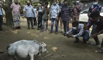 Rani, la vaca más pequeña del mundo, reconocida en el récord Guinness a título póstumo