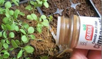 Lo que no sabías sobre estos beneficios de colocar canela en polvo en tus plantas