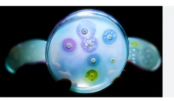 Bacteria resistente a los antibióticos genera alarma en la comunidad global