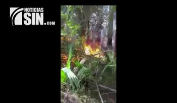 Incendio forestal afecta cientos de tareas de Pinos en Sajoma