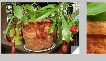 Plantas carnívoras en República Dominicana: ornamentales, insectivoras y sensibles