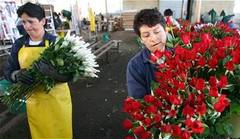 La floricultura colombiana, tierra de oportunidades