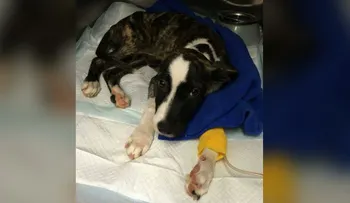 Moxie, el cachorro que fue enterrado vivo, recibe una segunda oportunidad