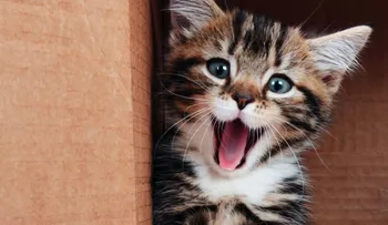 Escándalo por un libro escolar que sugiere asfixiar gatos