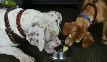 Perros combaten el calor comiendo helados