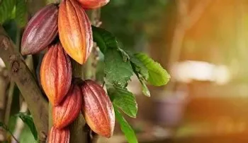 Puerto Plata se consolida entre las principales provincias productoras de cacao en República Dominicana