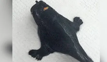 Encuentran extraño pez con patas