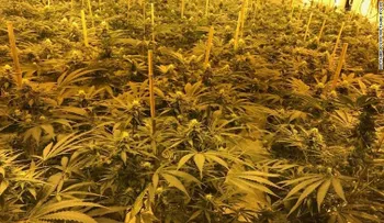 Encuentran cultivo de cannabis avaluado en 1,2 millones de dólares en un búnker nuclear
