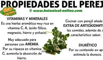 Propiedades medicinales del perejil para adelgazar