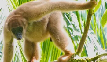 El ser humano desencadena 6ta extinción del planeta 