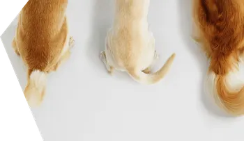 Entérate hacia donde mueven los perros la cola si están contentos o tristes; tiburones son inmunes al cáncer