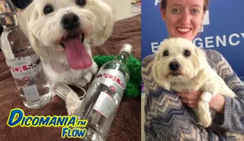 Perrito se salva de morir bebiendo una botella de vodka
