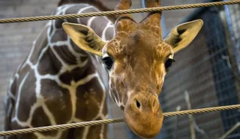 Un elefante y una jirafa bebé huérfanos son los mejores amigos en esta reserva en Nairobi