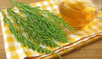 Cola de caballo y sus beneficios naturales