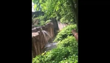 Dramático: ¿Quiso este gorila abatido en un zoo de EE.UU. salvar al niño que cayó a su foso? (VIDEO)