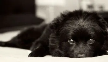 Tips para que tu cachorro evacue en el lugar indicado