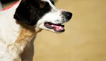 Niña de 7 años muere al ser atacada por un perro en el cuello