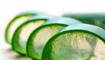 4 usos de la (Sábila) aloe vera que pueden salvarte de un mal momento, igual que a mí 