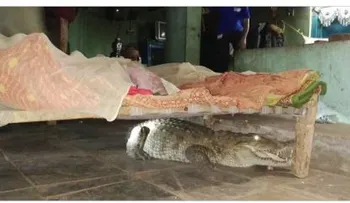 Miró debajo de su cama y encuentra una cocodrilo preñada