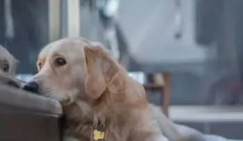 ¿Por qué lloran los perros de noche o solos?