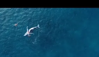 Tuvieron la experiencia de su vida con una ballena 