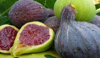 Cómo ganarle a la diabetes, triglicéridos, colesterol y ulceras con la increible fruta de higo y sus hojas