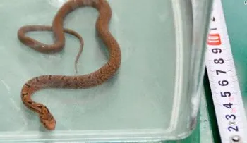 ¡Serpiente a bordo! Pasa en las películas, pasa en la vida real... en México