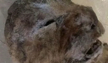 Hallan dos leones cavernarios congelados hace 10 mil años