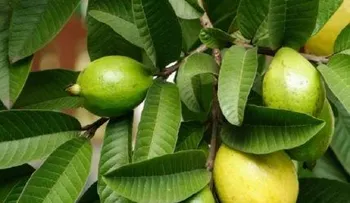 Las hojas de guayaba y sus beneficios que cambiarán tu vida