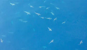 Playas de Florida están repletas de tiburones