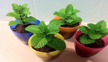 Esta planta alejará para siempre de la casa las arañas y otros insectos 