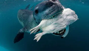 Un fotógrafo se encuentra con el depredador más feroz de la Antártida