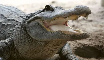 Serpiente venenosa muerde hombre que observaba caimán en Florida 