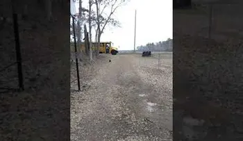 El gallo que corre para recibir a su dueña todos los días
