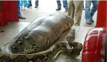 Famosa Anaconda en la india, mira lo que se traga (Video)