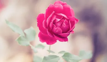 Un pequeño niño y su rosa le dan una increíble lección a la humanidad