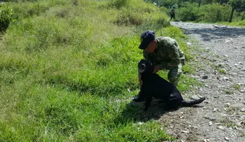 Perro antiexplosivos muere y le salva la vida a 30 soldados de una mina antipersonal en Cauca