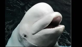 Murió súbitamente Maris, la ballena beluga más querida del acuario de Georgia
