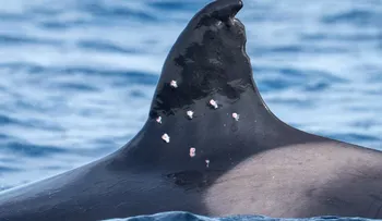 La orca más longeva del Estrecho de Gibraltar aparece con heridas de perdigones y alerta a los científicos