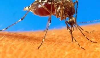Salud Pública dice han bajado casos sospechosos de fiebre Chikungunya 