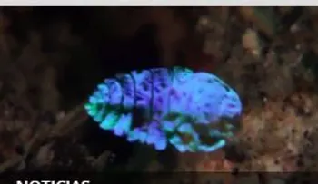 Gran descubrimiento de un animal que se vuelve invisible  (VIDEO) 