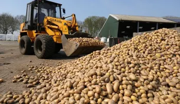 Bélgica pide a su población comer el doble de papas fritas, para no destruir 750 toneladas