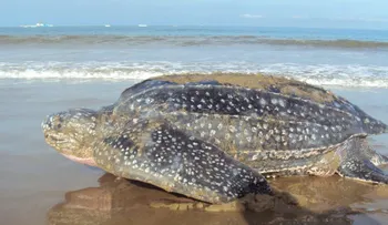 La tortuga marina más grande del mundo, en tiempos del nuevo coronavirus