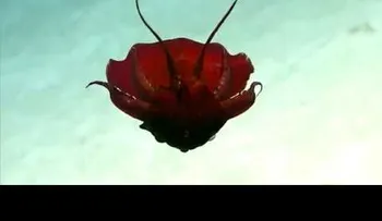 Una "extraña" criatura en el golfo de México. ¿Qué diablos fue eso? (+Video)