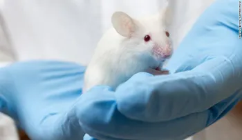 A los ratones con zika se les encogen los testículos; ¿y a los hombres?
