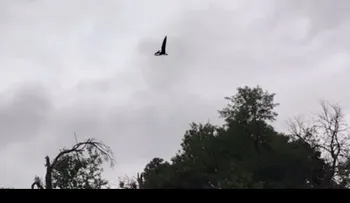 Graban a un 'pterodáctilo' sobrevolando Ohio; aseguran es un murciélago (VIDEO)